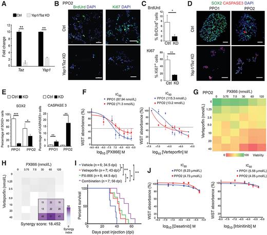 Olig1/2-Expressing Intermediate Lineage Progenitors Are Predisposed to ...