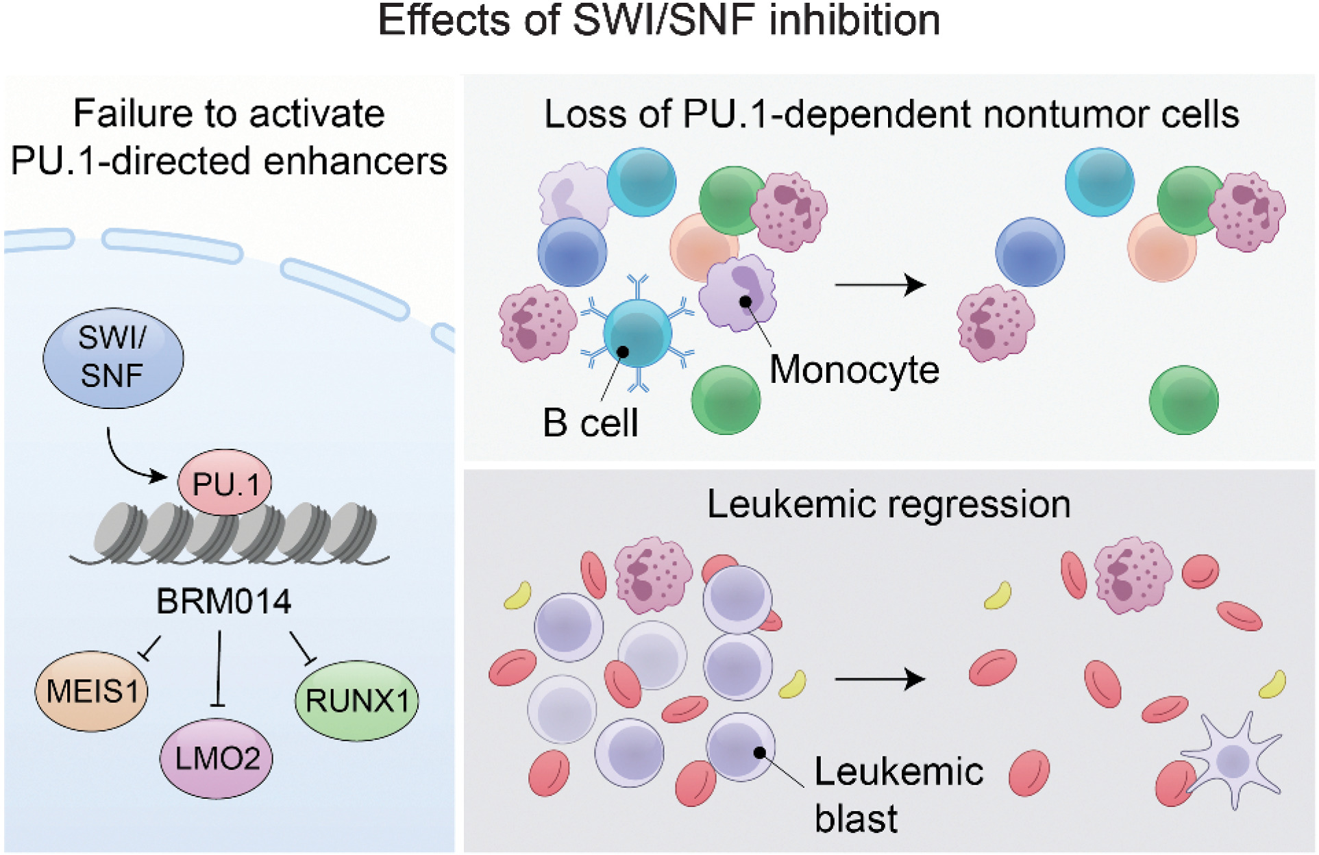 SWI/SNF Blockade Disrupts PU.1-Directed Enhancer Programs in Normal ...