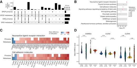 Figure 5. PCBM DNA methylation changes may suggest mechanisms driving PCBM. A, Overlap between DMRs in SPOP-mutant primaries, SPOP-mutant metastases, TMPRSS2-ERG fusion primaries, and TMPRSS2-ERG fusion metastases, compared with normal prostates. Dots and lines show sets being intersected, bar plots on top show the intersection size (Mb), and bar plots on the right show the size of set (Mb). B, Gene ontology analysis on genes with promoter-associated DMRs in PCBM compared with normal prostate tissue. C, Heatmap showing mean difference in methylation level at DM promoters of genes in the neuroactive ligand–receptor interaction and cell adhesion molecules gene sets for primary tumors and metastases, compared with normal prostates. White indicates the absence of a DMR at a given promoter. D, Mean level of methylation at promoter DMRs of GABRB3, CLDN4, and CLDN8 in primary samples from the PCBM cohort, TCGA primary prostate cancers, metastatic samples from the PCBM cohort, and non-brain metastases from Zhao and colleagues (2021). P values computed from Wilcoxon tests. PCBM primary n = 57, TCGA primary n = 502, PCBM metastasis n = 95, non-brain metastasis n = 100.