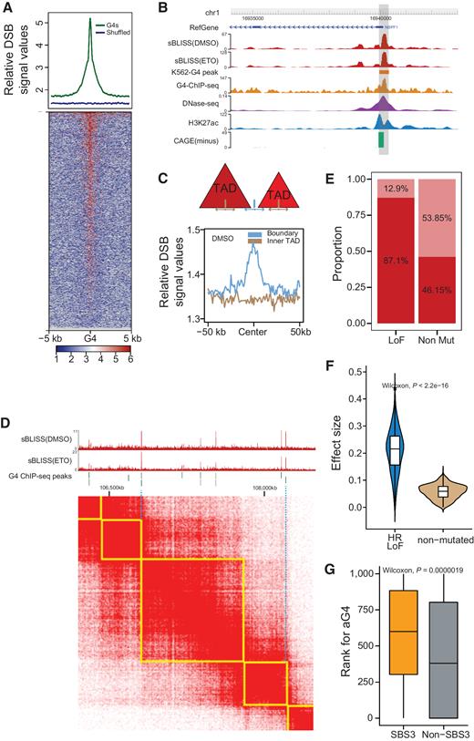 Figure 4. G-quadruplexes are related to genome instability and the association is enhanced in HR-deficient cells. A, Distribution pattern of DSBs (GSM3444988, DMSO treated) centered on G-quadruplexes in the K562 cell line at a resolution of 10bp. The green line represents the signal values of DSBs around K562-G4s, whereas the blue line signifies the shuffled regions. Top, Relative signal value plot. Bottom, Heatmap of signal values. Visualized by SeqPlots software. B, Genomic tracks of DSB, G4 ChIP-seq (GSM2876090), DNase-seq (GSM816655), H3K27ac ChIP-seq (GSM733656), and CAGE-seq (GSM849353) for the K562 cell line in the NBPF1 promoter region. C, Distribution pattern of DSB signals across the TAD boundaries and within the TADs of K562 cells. D, Hi-C contact matrix (10 kb resolution), G4 ChIP-seq peaks, and DSB signal tracks for the region of chr7: 106200000–108500000 in K562 cells. TADs are marked with yellow box. The schematic shows that the G-quadruplexes that are close enough to the TAD boundaries that are marked with blue dotted line exhibit stronger DSB signals, whereas other G-quadruplexes that are located within the TADs display weaker DSB signal values. E, Proportion of samples containing aG4-related breakpoints or not in loss-of-function (LoF) and non-mut groups. The LoF group represents that the samples possess specific somatic mutations that often lead to the LoF of HR-related genes, including Splice_Site, Nonsense_Mutation, Frame_Shift_Del, and Frame_Shift_Ins. The non-mut group represents that no obvious somatic mutations were detected in HR-related genes across the group samples. The dark red bar represents the proportion of samples containing aG4-related somatic breakpoints, whereas the light red bar indicates the proportion of samples that do not contain aG4-related somatic breakpoints. F, Violin plots show the effect-size values for the proportion of breakpoints associated with aG4s in samples compared with 1,000 random tests. The blue violin plot stands for the LoF group, whereas the dark yellow bar signifies the non-mut group. G, The rank of the proportion of aG4-related breakpoints across 1,000 randomized experiments in each sample. The yellow and gray boxes indicate the samples that contained SBS3 contributions or not, respectively.