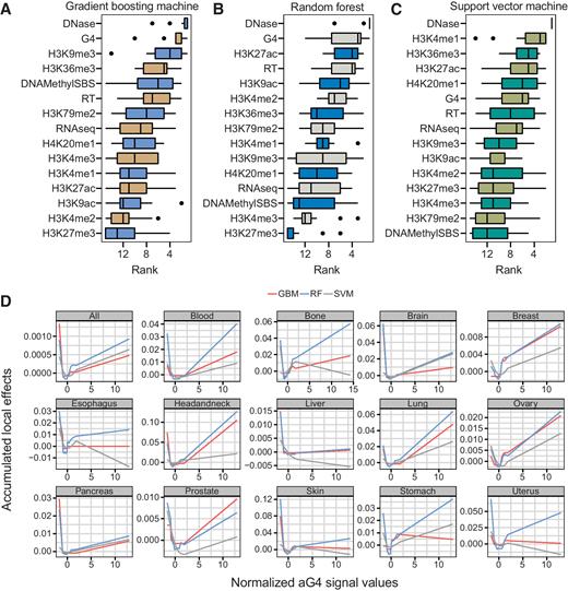 Figure 5. G-quadruplexes contributed to the prediction of somatic breakpoint densities in multiple machine-learning models. A–C, Importance ranking of each feature across all primary sites; represent gradient boosting machine, random forest, and support vector machine, respectively. The horizontal coordinates represent the rankings, whereas the vertical coordinates represent the features used in regression models. Their rankings in each primary site are presented by box plots. D, Accumulated local effect values of aG4s in each primary site, red, blue, and gray indicate gradient boosting machine, random forest, and support vector machine, respectively. The horizontal coordinates display the normalized G4 ChIP-seq signal value of aG4s, and the vertical coordinates signify the ALE values.
