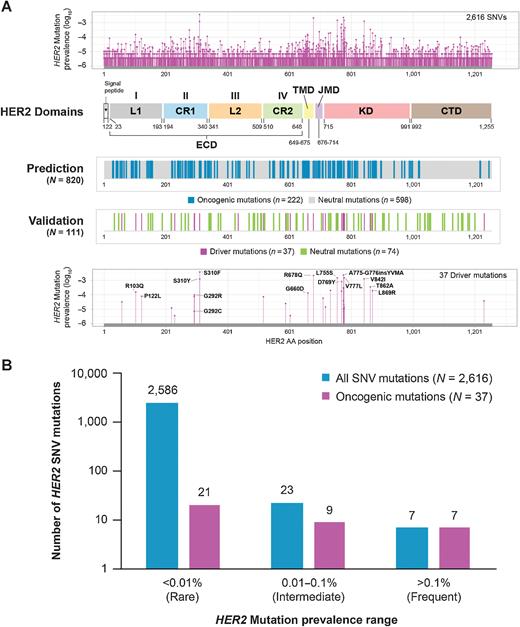 Figure 1. HER2 mutation prevalence and protein domain architecture. A, Prevalence of somatic HER2 mutations observed throughout the protein domains. Foundation Medicine, Inc. data used in this study contain 2,616 unique SNVs HER2 mutations. HER2 domains. The protein architecture consists of L domains 1 and 2 (L1, L2), cysteine-rich domains 1 and 2 (CR1, CR2), TMD, JMD, KD, and CTD. The L domains and the CR domains collectively form the ECD. Prediction. Oncogenicity of cancer-associated mutations are predicted as either oncogenic mutations (dark blue) or neutral mutations (gray). Validation. Select HER2 SNVs are biologically validated as driver mutations (magenta) or neutral (green) mutations, based on Ba/F3 cell proliferation assay results. Refined collection of verified HER2 driver mutations with a varying degree of prevalence are shown on the bottom plot. The most prevalent mutation, S310F, is located in the ECD (CR1), whereas an intracellular mutational hotspot, containing L755S, Exon20ins, V777L, and V842L, is located in the KD. Other notable mutations are labeled. B, HER2 SNVs and oncogenic mutations by prevalence range. Quantification analysis of somatic HER2 mutations in three prevalence groups.