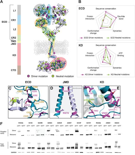 Figure 3. Protein structure analysis of HER2 oncogenic mutations. A, HER2 mutations mapped on a full-length dimer structure model as driver mutations (magenta) or neutral (green) mutations. Individual protein domains are indicated by different colors. B, Radar charts of HER2 mutations on key proteomic features. In general, driver mutations are associated with well-conserved residues that are likely involved in conformational changes. The ECD driver mutations are in close proximity to the disulfide bonds, whereas the KD driver mutations are located near the ligand-binding and protein interaction sites. Close-up views of prevalent HER2 mutations: S310F in CR1 (C), R678Q in JMD (D), and V842I in KD (E), and other nearby driver mutations. F, Western blots of Ba/F3-HER2 oncogenic mutants inducing covalent homodimerization in the absence and presence of reducing agents (indicated by − and +). Phospho-HER2 blots and total HER2 blots are shown.