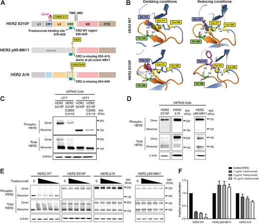Figure 4. HER2 variants drive oncogenicity through reinforcement of dimerization. A, Altered domain structures of HER2 variants, S310F, p95-M611, and Δ16. The presumed free cysteines associated with these mutations are indicated by yellow lollipops. Trastuzumab binding site (HER2 WT residues 579–625) is altered in HER2 p95-M611and HER2 Δ16. B, The S310F missense mutation disrupts the β-hairpin motif (orange) and the adjacent disulfide bond formed by C299 and C311. Structural comparison of HER2 WT (S310) and HER2 S310F mutant in oxidizing and in reducing conditions. Structural disorder induced by S310F likely results in increased distance between C311 and C299 to interfere with the disulfide bond formation. C, U87MG cells expressing HER2 S310F results in the marked formation of activated covalent dimers. Reduced dimer formation is observed with the introduction of Cys-to-Ser substitutions (C299S and C311S). Residual covalent dimer formation suggests the involvement of other cysteines in intermolecular disulfide bonds. D, U87MG cells individually expressing HER2 variants (S310F, Δ16, and p95-M611) form activated homodimers under nonreducing conditions. E, Trastuzumab effectively reduces the active dimer population of HER2 WT expressed in U87MG cells, but does not reduce the amount of covalently dimerized HER2 variants (S310F, Δ16, and p95-M611) expressed in U87MG cells. Cells were treated with control (C; PBS) or decreasing concentrations of trastuzumab (1.0, 0.5, 0.25, 0.125 µg/mL) for 24 hours. F, Proliferation of BT474 cells expressing HER2 WT is suppressed with 1 µg/mL trastuzumab, whereas Ba/F3 cells expressing HER2 variants (p95-M611 or Δ16) required higher trastuzumab concentration for growth reduction.
