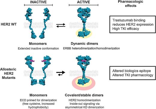 Figure 6. Common mechanism of oncogenicity and unique pharmacology of HER2 allosteric mutations. HER2 WT monomers in an extended state can either homodimerize or heterodimerize with other ERBB family members in a dynamic manner to facilitate the regulation of normal ERBB signaling activities (indicated by yellow). HER2 dimer interfaces mainly involve the cysteine-rich domains, CR1 and CR2, of the ECD, the TMD, the JMD, and the intracellular KD. The asymmetrical dimerization of KD is required for HER2 activation. WT HER2 is targeted by the HER2-selective antibody, trastuzumab, which readily binds to the ECD to reduce the cell surface expression of HER2, and the tyrosine kinase inhibitor, lapatinib, which shows high efficacy toward WT HER2. In comparison, allosteric HER2 oncogenic mutants display one of several features, such as free cysteine and increased hydrophobicity (the S310F position and the dimer arm region are shown in purple), that promotes covalent or stable HER2 homodimerization and constitutive activation of HER2 signaling (indicated by red and yellow circles). Intracellular KD mutations that increase its asymmetrical dimerization contribute to HER2 activation through inside-out signaling. Conformational changes induced by allosteric mutations have resulted in reduced pharmacologic effects due to altered antibody binding sites and the TKI-induced dimerization of HER2 mutants.