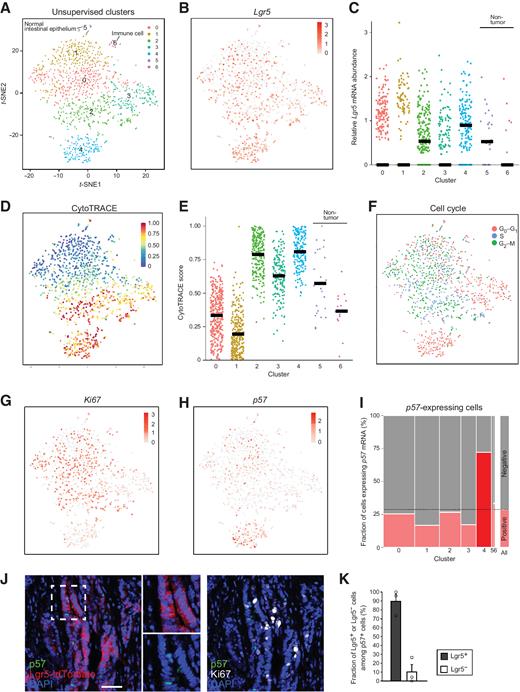 Ablation of p57+ Quiescent Cancer Stem Cells Suppresses Recurrence ...