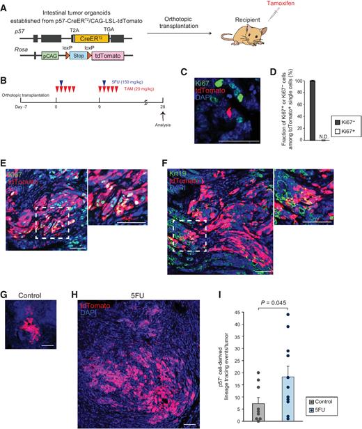 Ablation of p57+ Quiescent Cancer Stem Cells Suppresses Recurrence ...