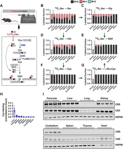 Figure 2. Contribution of de novo cysteine synthesis to the cysteine pool varies across healthy mouse tissues. A, Schematic depicting 1-[13C1]-serine infusion and its metabolism via the transsulfuration and glutathione synthesis pathways. B–G, Healthy C57BL/6J mice were infused with 1-[13C1]-serine, followed by analysis of the fraction labeling in serine (B), glycine (C), cystathionine (D), glutathione (E), cysteine (F), and γ-glutamylcysteine (G). For B–G, data are presented as mean ± SD and N = 10 mice (5 male, 5 female). N.D., not detected. H, Fractional contribution of serine to intracellular cysteine synthesis in each tissue from B–G. Cysteine labeling was normalized to the fraction labeling of serine in each tissue. I, Immunoblots of CBS and CSE for each tissue. HSP90 was used for the loading control. αKB, α-ketobutyrate; Cth, cystathionine; Cys, cysteine; Gly, glycine; Glut, glutamate; GSH, glutathione; γ-Glu-Cys, γ-glutamylcysteine; Ser, serine. (A, Created with BioRender.com.)