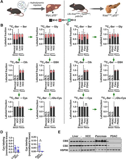 Figure 4. Tumorigenesis of liver and pancreas induces downregulation of de novo cysteine synthesis. A, Schematic for the generation of Myc; p53−/− HCC and KrasG12D; p53+/− PDAC GEMM tumors. B, Analysis of the fraction labeling in serine, glycine, cystathionine, glutathione, cysteine, and γ-glutamylcysteine in liver tissues (N = 8) compared with HCC tumors (N = 8) and their matched serum normal (N = 8) and HCC (N = 5) following infusion with 1-[13C1]-serine. C, Analysis of the fraction labeling in serine, glycine, cystathionine, glutathione, cysteine, and γ-glutamylcysteine in pancreas tissues (N = 5) compared with PDAC tumors (N = 5) and their matched serum from normal (N = 5) and PDAC (N = 5) following infusion with 1-[13C1]-serine. D, Fractional contribution of serine to intracellular cysteine synthesis in HCC and PDAC. Cysteine labeling was normalized to the fraction labeling of serine in each tissue. One healthy pancreas sample was excluded because of a division error. For B–D, data are presented as mean ± SD. N.D., not detected. E, Immunoblots of CBS and CSE for each tissue. HSP90 was used for the loading control. *, P < 0.05; **, P < 0.01. Cth, cystathionine; Cys, cysteine; Gly, glycine; GSH, glutathione; γ-Glu-Cys, γ-glutamylcysteine; Ser, serine. (A, Created with BioRender.com.)