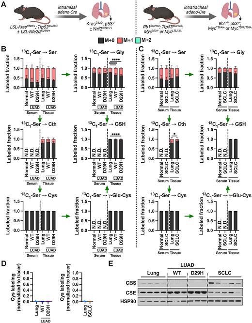Figure 5. De novo cysteine synthesis does not contribute to the cysteine pool of lung tumors. A, Schematic for the generation of KrasG12D; p53−/− and KrasG12D; p53−/−; Nrf2D29H LUAD, and Rb1−/−; p53−/−; MycT58A/+ or Rb1−/−; p53−/−; MycT58A/T58A SCLC GEMM tumors. B, Analysis of the fraction labeling in serine, glycine, cystathionine, glutathione, cysteine, and γ-glutamylcysteine in normal lung tissues (N = 8) compared with Nrf2WT LUAD and (N = 10), Nrf2D29H LUAD tumors (N = 10) and their matched serum from normal (N = 8), Nrf2WT (N = 5), and Nrf2D29H (N = 5) following infusion with 1-[13C1]-serine. C, Analysis of the fraction labeling in serine, glycine, cystathionine, glutathione, cysteine, and γ-glutamylcysteine in normal lung tissues (N = 8) compared with SCLC tumors (N = 9), and their matched serum normal (N = 8) and SCLC (N = 9) following infusion with 1-[13C1]-serine. The control lung samples in C are the same as in B. D, Fractional contribution of serine to intracellular cysteine synthesis in LUAD and SCLC. Cysteine labeling was normalized to the fraction labeling of serine in each tissue. For B–D, data are presented as mean ± SD. N.D., not detected. E, Immunoblots of CBS and CSE for each tissue. HSP90 was used for the loading control. *, P < 0.05; ****, P < 0.0001. Cth, cystathionine; Cys, cysteine; Gly, glycine; GSH, glutathione; γ-Glu-Cys, γ-glutamylcysteine; Ser, serine. (A, Created with BioRender.com.)