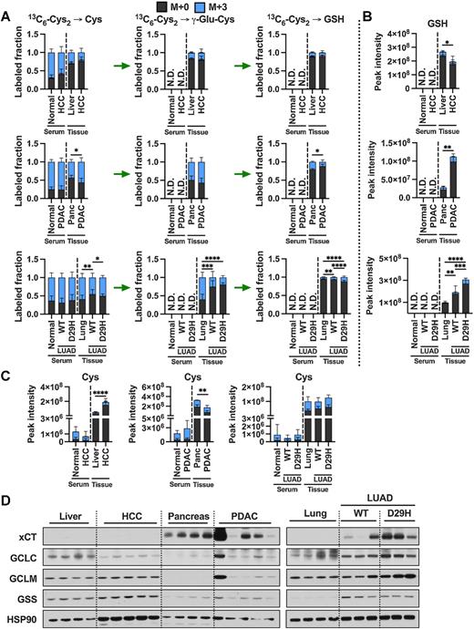 Figure 6. Cystine is a major contributor to the cysteine pool in tumors. A, Analysis of the fraction labeling in cysteine, γ-glutamylcysteine, and glutathione in liver tissues (N = 9), HCC tumors (N = 9), lung tissues (N = 10), Nrf2WT LUAD tumors (N = 16), Nrf2D29H LUAD tumors (N = 10), pancreas tissues (N = 3), PDAC tumors (N = 12), and their matched serum from normal control mice for HCC (N = 6), HCC (N = 7), normal control mice for PDAC (N = 3), PDAC (N = 6), normal control mice for LUAD (N = 5), Nrf2WT LUAD (N = 8), and Nrf2D29H LUAD serum (N = 5) following infusion with 13C6-cystine. B, Total signal of glutathione in the tissues from A. C, Total signal of cysteine in the tissues from A. For A–C, data are presented as mean ± SD. N.D., not detected. D, Immunoblots of xCT, GCLC, GCLM, and GSS for each tissue. HSP90 was used for the loading control. *, P < 0.05; **, P < 0.01; ***, P < 0.001; ****, P < 0.0001. Cys, cysteine; GSH, glutathione; γ-Glu-Cys, γ-glutamylcysteine.