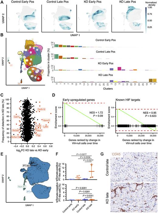 Oncogenic Cell Tagging and Single-Cell Transcriptomics Reveal Cell Type ...
