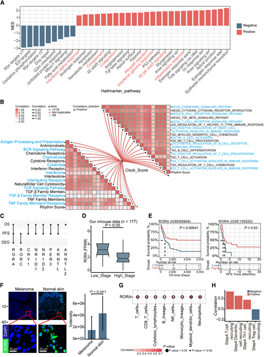 Systematic identification of RORA as a key regulator of antitumor immunity in human melanoma. A, Bar plots of cancer hallmark enrichment with differentially expressed gene markers between the high and low rhythm rating groups based on the GSEA standardized enrichment score (NES) in our in-house dataset. Red, immune response pathways. B, Butterfly plot showing the correlation between the rhythm score and the ImmPort immune pathway and the GO and KEGG immune pathways in our human melanoma transcriptome dataset. C, Rhythmic genes associated with OS time, PFS time, and significant differentially expressed gene expression (DEG) between tumors and adjacent normal tissues. P < 0.05 was considered to indicate a statistically significant difference in our dataset. D, Box plot showing the differences in the expression of RORA at different stages (low stage represents stage I and stage II, and high stage represents stage II and stage IV). E, Kaplan‒Meier survival curves showing that RORA is also a protective factor in both the public melanoma cohort and the immunotherapy cohort. A two-sided log-rank test with P < 0.05 was considered to indicate a statistically significant difference. F, Representative images from immunofluorescence staining of RORA in melanoma (n = 21) and normal skin tissues (n = 28). Scale bars are indicated in the pictures. G, The correlation between RORA expression and the proportion of infiltrating immune cells inferred by the Microenvironment Cell Populations counter in our transcriptome dataset. H, The correlation between RORA expression and the cancer immune cycle in our dataset. DAPI, 4′,6-diamidino-2-phenylindole.