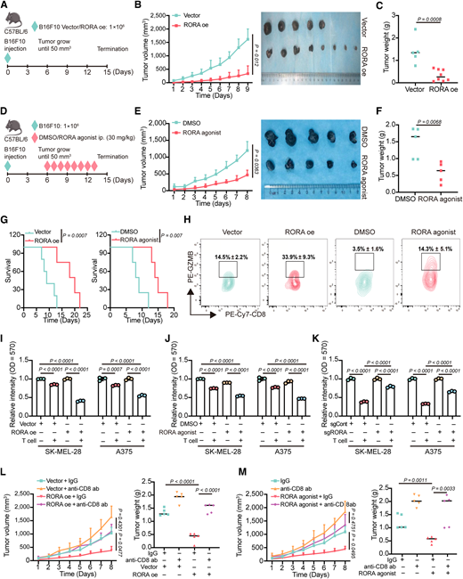 RORA stimulates antitumor T-cell cytotoxicity and extends survival in a melanoma mouse model. A–C, C57BL/6 mice were implanted with 1  ×  106 vector- or RORA-ha-overexpressing B16F10 cells. n ≥ 5. A, A schematic view of the tumor measurements. B andC, Tumor growth curves (B) and tumor weights (C) of C57BL/6 mice bearing vector- and RORA-ha-transfected B16F10 xenografts. D–F, C57BL/6 mice were implanted with 1 × 106 B16F10 cells and treated with a RORA agonist (nobiletin). n = 5. D, A schematic view of the dosage regimen. E and F, Tumor growth curves (E) and tumor weights (F) of the animals with B16F10 xenografts treated with nobiletin. G, Kaplan‒Meier survival curves for each group. H, FACS and quantification of GZMB+ in CD8+ T cells from B16F10 cells with RORA overexpression (left) or treated with a RORA agonist (nobiletin; right). n = 3. I–K Relative intensities of surviving cells cocultured with T cells. SK-MEL-28 and A375 melanoma cells with RORA overexpression, activation, or knockout that were cocultured with activated T cells for 24 hours were subjected to crystal violet staining. The ratio of cancer cells to T cells was 1:3. The relative intensities of surviving cells are shown, with the control sample without T-cell treatment set to 1. n = 3. Data shown are from one representative experiment of three replicates. L, Tumor growth curves (left) and tumor weights (right) of the vector- and RORA-ha-transfected B16F10 xenografts from the C57BL/6 mice injected with an anti-CD8 antibody or IgG. M, Tumor growth curves (left) and tumor weights (right) of the B16F10 xenografts treated with nobiletin or DMSO. CD8+ T cells were depleted with an anti-CD8 antibody. Statistical significance in B, C, E, F, and I–M was determined by a two-tailed unpaired t test while comparing two groups or by ordinary one-way ANOVA while comparing more than two groups.