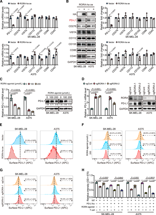 RORA-downregulated PD-L1 promotes cytotoxic T-cell activity in melanoma cells. A and B, Analysis of immune checkpoint genes in SK-MEL-28 and A375 cells with or without RORA overexpression (vector or RORA-ha oe). qRT-PCR (A) and immunoblotting and quantification (B) of the expression of each immune checkpoint gene. n = 3. The experiments were repeated three times. C and D, PD-L1 expression in SK-MEL-28 and A375 cells treated with the RORA agonist nobiletin (C) or transfected with sgRORA and sgCont under IFNγ exposure (D), as determined by qRT-PCR and immunoblotting analysis. n = 3. The experiments were repeated three times. E–G FACS analysis of PD-L1 membrane expression after IFNγ exposure. n = 3. Three independent experiments were performed, and data are means ± SD from one representative experiment. H, Quantification of the results of the T-cell–mediated cancer cell killing assay. SK-MEL-28 and A375 cells transfected with sgCont or sgPD-L1 in the presence or absence of a RORA agonist (nobiletin, 100 µmol/L) under IFNγ exposure conditions were subjected to crystal violet staining to determine cell viability. The SK-MEL-28 and A375 transfectant to T-cell ratios were 1:3. The relative intensities of surviving cells are shown, with the T-cell untreated control sample set to 1. n = 3. Data shown are from one representative experiment of three replicates. Statistical significance in A–D and H was determined by a two-tailed unpaired t test while comparing two groups or by ordinary one-way ANOVA while comparing more than two groups.