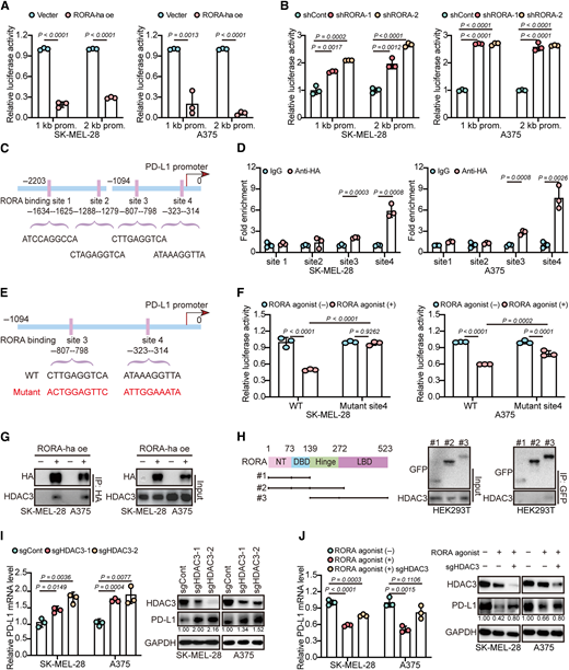 RORA binds to the PD-L1 promoter and inhibits its transcription in melanoma cells. A and B, Normalized analysis of CD274 promoter activity in the SK-MEL-28 and A375 cell lines. The luciferase activity of the reporters containing the indicated CD274 gene promoter regions in cells transfected with shRORA (A) or with RORA-ha (B) is expressed as the relative change compared with that in the vector- or DMSO-treated cells. n = 3. Three independent experiments were performed. C and D, Binding motifs of RORA were predicted and determined in melanoma cell lines. C, Four predicted RORA-binding motifs (sites 1, 2, 3, and 4) are shown. D, RORA binding to the CD274 promoter was determined via ChIP–RT-PCR. ChIP–RT-PCR was conducted with HA and control IgG antibodies in the SK-MEL-28 and A375 cell lines. n = 3. Three independent experiments were performed. E and F,CD274 promoter constructs containing mutations in the binding region (mutant site 4) cause RORA-binding deficiency. n = 3. Data shown are from one representative experiment of three replicates. G, Lysates of SK-MEL-28 and A375 cells with RORA-ha overexpression were immunoprecipitated with anti-HA or control IgG antibodies, and then, the precipitates were blotted with anti-HDAC3 antibody. H, The structures of the GFP-tagged deleted constructs of RORA. Melanoma cells were transfected with the deletion constructs as indicated, and whole-cell lysates were immunoprecipitated and probed by immunoblotting using anti-GFP and anti-HDAC3 antibodies. NT, N-terminus; DBD, DNA-binding domain. I, mRNA and protein analysis of PD-L1 expression in SK-MEL-28 and A375 cells transfected with sgHDAC3 and negative control gRNA (sgCont) under IFNγ exposure via qRT-PCR and immunoblotting analysis. n = 3. The experiments were repeated three times. J, mRNA and protein analysis of PD-L1 expression in SK-MEL-28 and HA375 cells stably transfected with sgCont or sgHDAC3 in the presence or absence of the RORA agonist nobiletin (100 µmol/L) after IFNγ exposure. n = 3. The experiments were repeated three times. Statistical significance in A, B, D, F, I, and J was determined by a two-tailed unpaired t test while comparing two groups or by ordinary one-way ANOVA while comparing more than two groups.