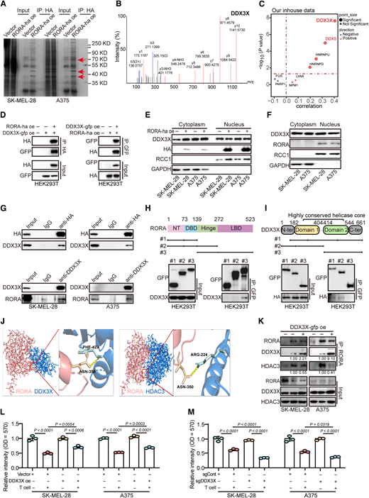 DDX3X competitively interacts with RORA and inhibits T-cell cytotoxicity. A, Coimmunoprecipitation assay was conducted with an anti-HA antibody in melanoma cells. Red arrows, specific bands. B, The specific precipitated protein DDX3X was identified by mass spectrometry. C, Correlation analysis between the expression of PD-L1 and the top eight candidate proteins interacting with RORA in our dataset. D, HEK293T cells were transfected with RORA-ha and/or DDX3X-gfp. Cell lysates were immunoprecipitated with anti-HA magnetic beads (left) or anti-GFP magnetic beads (right), and then, the precipitates were detected with anti-GFP antibody (left) or anti-HA antibody (right). E and F, SK-MEL-28 and A375 cell nuclear lysates were isolated. G, The isolated nuclear lysates were immunoprecipitated with anti-HA/control IgG (top) or anti-DDX3X/control IgG antibodies (bottom), and then, the precipitates were blotted with anti-DDX3X (top) or anti-RORA (bottom) antibodies. H and I, The structures of the GFP-tagged deletion constructs of RORA and DDX3X. Melanoma cells were transfected with the deletion constructs as indicated, and whole-cell lysates were subjected to IP and probed by immunoblotting using anti-GFP, anti-HA, and anti-DDX3X antibodies. J, Overview of the interaction between human RORA-DDX3X (left) and RORA-HDAC3 (right) and a detailed enlarged view of their interaction through multiple hydrogen bonds. The RORA-binding residues are shown in orange, and the residues in blue indicate the DDX3X- or HDAC3-binding residues. K, Nuclear lysates of SK-MEL-28 and A375 cells with or without DDX3X-gfp overexpression were immunoprecipitated with an anti-RORA antibody, and then, the precipitates were blotted with an anti-DDX3X, anti-HDAC3, or anti-RORA antibody. L and M, T-cell–mediated cancer cell killing assay results. SK-MEL-28 or A375 cells with or without DDX3X overexpression/knockout under IFNγ exposure were cocultured with T cells at a 1:3 ratio for 24 to 36 hours and subjected to crystal violet staining to determine cell viability. The relative intensities of surviving cells are shown, with the T-cell untreated control sample set to 1. n = 3. Three independent experiments were performed, and data shown are from one representative experiment. Statistical significance in L and M was determined by a two-tailed unpaired t test while comparing two groups or by ordinary one-way ANOVA while comparing more than two groups.