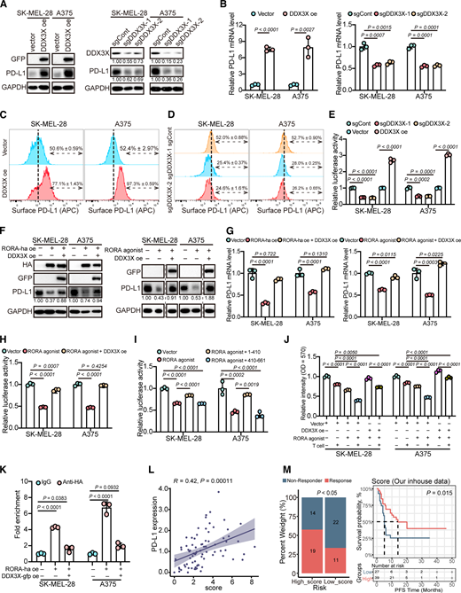 DDX3X increases PD-L1 transcription by interacting with RORA and preventing it from binding the promoter of PD-L1. A and B, PD-L1 protein and mRNA levels in SK-MEL-28 and A375 cells with DDX3X overexpression or knockout in response to IFNγ stimulation were detected by immunoblotting and qRT-PCR. n = 3. Three independent experiments were performed. C and D, FACS analysis of cell surface–PD-L1 expression in melanoma cells with or without DDX3X overexpression or knockout after IFNγ exposure. n = 3. Three independent experiments were performed, and data are means ± SD from one representative experiment. E, PD-L1 promoter activity in melanoma cells transfected with sgDDX3X, control gRNA (sgCont), vector, or DDX3X overexpression plasmid (DDX3X oe) was measured by dual-luciferase reporter assays. n = 3. F and G, Analysis of PD-L1 levels in SK-MEL-28 and A375 cells stably overexpressing DDX3X-gfp in the presence of RORA-ha overexpression or the agonist nobiletin in response to IFNγ stimulation. Immunoblotting (F) and qRT-PCR analysis of PD-L1 expression (G). n = 3. Three independent experiments were performed. H, PD-L1 promoter activity was measured in melanoma cells transfected with or without DDX3X-gfp after treatment with the RORA agonist nobiletin. n = 3. Three independent experiments were performed, and data shown are from one representative experiment. I, Analysis of PD-L1 promoter activity in melanoma cells transfected with or without truncated plasmids containing the N-terminus 1–441 or C-terminus 441–661 of DDX3X in the absence or presence of the RORA agonist nobiletin. n = 3. Three independent experiments were performed, and data shown are from one representative experiment. J, T-cell–mediated cancer cell killing assay. SK-MEL-28 and A375 cells with or without DDX3X overexpression under IFNγ exposure were cocultured with activated T cells for 24 hours in the presence or absence of the agonist nobiletin (100 µmol/L) and subjected to crystal violet staining to determine cell viability. The cancer cell-to-T-cell ratio was 1:3. The relative intensities of surviving cells are shown, with T-cell untreated control sample set to 1. n = 3. Three independent experiments were performed, and data shown are from one representative experiment. K, ChIP–qRT-PCR was conducted with HA and IgG antibodies in melanoma cells transfected with or without RORA-ha and/or DDX3X. n = 3. Three independent experiments were performed, and data shown are from one representative experiment. L, Scatterplot showing a significant positive correlation between the HDAC3, DDX3X, and RORA combined scores and PD-L1 expression. M, Kaplan‒Meier curves indicating the combined index of HDAC3, DDX3X and RORA expression and PFS time in our transcriptomic dataset. Statistical significance in B, E, G, and H–K was determined by a two-tailed unpaired t test while comparing two groups or by ordinary one-way ANOVA while comparing more than two groups.