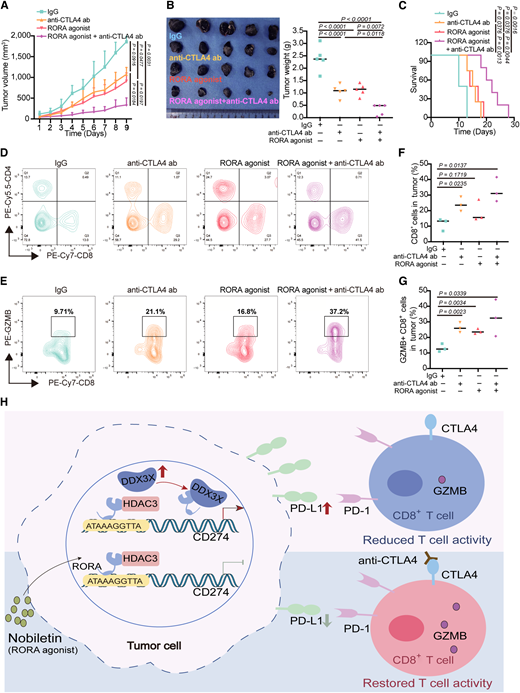 A RORA agonist combined with CTLA4 blockade synergistically suppresses melanoma tumor growth in vivo. A and B, A total of 1 × 106 B16F10 cells were injected into the flanks of C57BL/6 mice, which were then treated with an anti-CTLA4 antibody and/or a RORA agonist (nobiletin). The tumor volumes (A) and summary of tumor weights (B) harvested after the mice were euthanized. n = 5. C, Kaplan‒Meier survival curves for each group. D–G, TILs in the tumors of each group (n = 3) were analyzed and quantified by flow cytometry analysis. H, A schematic diagram of how RORA regulates the level of PD-L1 by interacting with HDAC3 or DDX3X and modulating antitumor T-cell immunity in melanoma. Statistical significance in A, B, F, and G was determined by a two-tailed unpaired t test. Statistical significances were determined by a two-tailed unpaired t test while comparing two groups.
