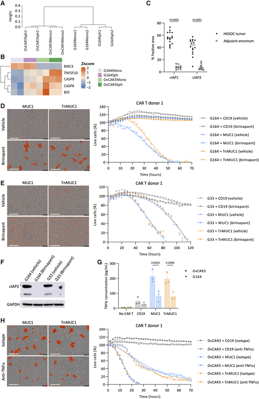 Impaired death receptor signaling in malignant cells caused resistance to CAR T-cell cytotoxicity. A, Hierarchical cluster analysis of transcriptomes for OvCAR3 and G164 cells in monolayer and spheroids. B, Heatmap illustrating normalized gene expression of differentially expressed genes relating to death receptor signaling in OvCAR3 and G164 cells (adjusted P value < 0.05). C, cIAP1/2 expression on human HGSOC omental metastasis (n = 16) and adjacent omentum (n = 10). Statistics performed using two-way ANOVA. D and E, Representative images (left) and quantification (right) of Incucyte killing assay in which monolayers of G164 (D) and G33 (E) cells were treated with birinapant and CAR T cells. F, Western blot showing the expression of cIAP2 in OvCAR3 and G164 cells treated with birinapant. Representative images of three repeats. G, ELISA data showing TNFα concentration after coculturing CAR T cells with monolayers of OvCAR3 and G164 cells for 2 days at 1:5 T:E ratios. Data plotted as mean ± SD for three CAR T-cell donors. Statistics performed using two-way ANOVA. H, Representative images (left) and quantification (right) of Incucyte killing assay in which OvCAR3 monolayer was treated with anti-TNFα antibody and CAR T cells. D–F, Data shown for one CAR T-cell donor at 1:5 T:E ratio. Images shown are 3 days after treatment. Red, dead cells. Scale bars, 400 μm.