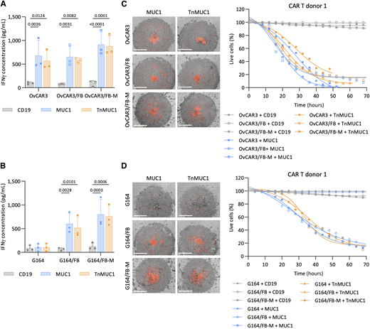 Primary omental fibroblasts induced CAR T-cell cytotoxicity against G164 cells in suspension spheroids. A and B, ELISA data showing IFNγ concentration after coculturing CAR T cells with OvCAR3 (A) and G164 (B) spheroids with and without FBs or FB-M for 2 days at 1:5 T:E ratio. Data plotted as mean ± SD for three CAR T-cell donors. Three different fibroblast donors were used for this experiment. Statistics performed using two-way ANOVA. C and D, Representative images (left) and quantification (right) of Incucyte killing assay in which OvCAR3 (C) and G164 (D) spheroids with and without FB or FB-M were treated with CAR T cells from one donor at 1:5 T:E ratio. Images shown are 3 days after treatment. Red, dead cells. Scale bars, 400 μm.