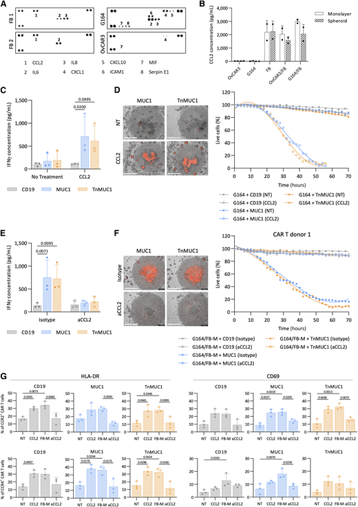 CCL2 produced by fibroblasts activated CCR2/4+ CAR T cells to induce antigen-dependent cytotoxicity. A, Cytokine profile of FB-, G164-, and OvCAR3-conditioned medium using proteome profiler array. FBs from two donors were used for this experiment. Each cytokine is in duplicate. Dots that are not labeled are reference points. B, ELISA showing CCL2 concentrations in monolayers and spheroids of malignant cells with and without FB. Two FB donors were used for this experiment. Data plotted as mean ± SD of two replicates. C and D, IFNγ concentration measured by ELISA (C) and Incucyte CAR T-cell killing assay of G164 spheroids with no treatment (NT) or with recombinant CCL2 (D). E and F, ELISA data showing IFNγ concentration (E) and Incucyte killing assay of G164 spheroids cultured in FB-M with anti-CCL2 (aCCL2) antibody (F). G, Fold change analysis of the expression of T-cell activation markers HLA-DR and CD69 on CCR2+ (top) and CCR4+ (bottom) CAR T cells after CCL2, FB-M, or FB-M with aCCL2 treatments. C, E, and G, Data plotted as mean ± SD for three CAR T-cell donors. Statistics performed using two-way (C and E) and one-way ANOVA (G). D and F, Data shown for one CAR T-cell donor. Representative images at day 3 (left) and quantification (right). Red, dead cells. Scale bar, 400 μm.