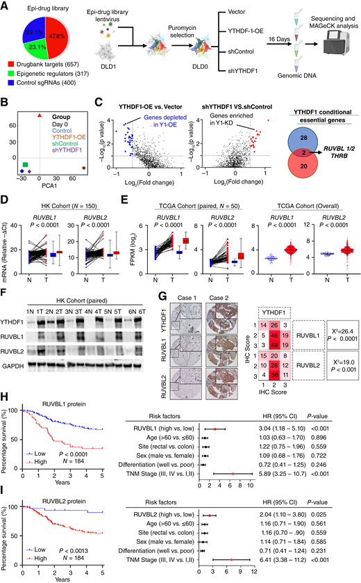 Epi-Drug CRISPR dropout screens identify RUVBL1/2 as vulnerabilities of YTHDF1-expressing colorectal cancer cells. A, Composition of Epi-Drug sgRNA library and the workflow of CRISPR-Cas9 screens to identify YTHDF1-dependent vulnerabilities in colorectal cancer cells. B, Principal component analysis (PCA) of sgRNA abundances in each group at the end point of CRISPR-Cas9 screening. C, Left, top depleted genes in YTHDF1-overexpressing DLD1 cells vs. control vector (log2(fold change) < −0.5; log10(P value < −1). Middle, top enriched genes in shYTHDF1 cells vs. shControl (log2(fold change) > 0.5; log10(P value < −1). Right, overlapping of outlier genes identified the common candidates preferentially essential in a YTHDF1-dependent fashion. D and E, RUVBL1/2 mRNA expression in colorectal cancer cells compared with adjacent normal tissues in Hong Kong (D) and TCGA (E) colorectal cancer cohorts. In Hong Kong cohort, mRNA expression was normalized to β-actin. F, RUVBL1/2 and YTHDF1 proteins are overexpressed in colorectal cancer cells compared with paired adjacent normal tissues. G, Left, representative images of YTHDF1, RUVBL1, and RUVBL2 staining in colorectal cancer tissue microarrays (N = 184). Right, Pearson correlation analysis of YTHDF1, RUVBL1, and RUVBL2 protein expression. H, Left, Kaplan–Meier curve analysis of RUVBL1 protein expression and patient survival in colorectal cancer in tissue microarray cohort (N = 184). Right, multivariate Cox regression analysis. RUVBL1-low, IHC score 1; RUVBL1-high, IHC score 2 to 3. I, Left, Kaplan–Meier curve analysis of RUVBL2 protein expression and colorectal cancer patient survival. Right, multivariate Cox regression analysis. RUVBL2-low, IHC score 1 to 2; RUVBL2-high, IHC score 3. Paired t test (D and E; left), Student t-test (E; right), Pearson χ2 test (G), or log rank test (H and I). 