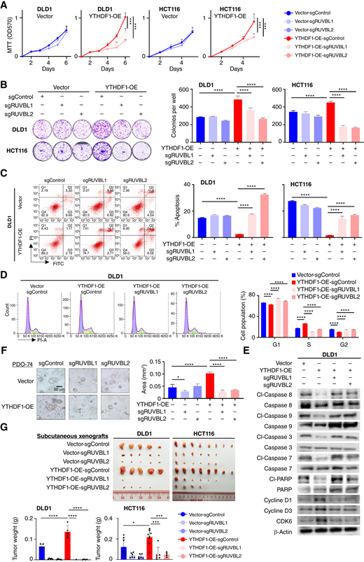 RUVBL1/2 knockout abolishes oncogenic function of YTHDF1 in vitro and in vivo. A–D, Effect of RUVBL1/2 knockout on vector- and YTHDF1-overexpressing DLD1 and HCT116 cell proliferation (N = 10; A), colony formation (N = 3, 7–14 days; B), apoptosis (N = 3; C), and G1-S cell cycle transition (N = 3; D). E, Western blot of cell cycle and apoptosis markers. F, Representative brightfield images of primary colorectal cancer tumor-derived organoids expressing vector or YTHDF1, with or without RUVBL1/2 knockout. G, Effect of RUVBL1/2 knockout on vector- and YTHDF1-overexpressing DLD1 and HCT116 xenografts in nude mice. RUVBL1/2 abrogated differential growth between vector- and YTHDF1-overexpresing xenografts (DLD1, N = 5; HCT116, N = 8). Two-way ANOVA (A) and one-way ANOVA (B–D and G). *, P < 0.05; **, P < 0.01; ***, P < 0.001; ****, P < 0.0001.