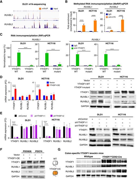 YTHDF1 directly targets m6A-modified RUVBL1/2 mRNA methylation and promotes their protein expression in vitro and in vivo. A, UCSC snapshots of m6A-seq reads of RUVBL1/2 mRNA in DLD1 cells. The normalized read densities are shown for m6A (orange) and input (blue). B, Methylated RIP-qPCR analysis of m6A-modified RUVBL1/2 mRNA in DLD1 and HCT116 cells. C, RIP-qPCR with anti-YTHDF1 antibody showed binding of YTHDF1 to RUVBL1/2 mRNA, whereas mutant YTHDF1 (K395A, Y397A) had attenuated binding. D and E, Effect of YTHDF1 overexpression (D) or knockdown (E) on RUVBL1/2 mRNA and protein expression in DLD1 and HCT116 cells. F, Effect of YTHDF1 overexpression on RUVBL1/2 protein expression in primary colorectal cancer organoids PDO828 and PDO74. G, Expression of YTHDF1 and RUVBL1/2 in intestinal-specific Ythdf1 knockin mice (Ythdf1lslCdx2-CreERT2) as compared with wildtype mice. Student t test (B–D) and one-way ANOVA (E). ****, P< 0.0001.