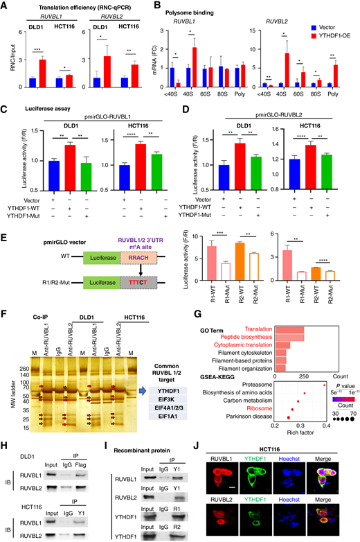 YTHDF1 promotes translation efficiency of RUVBL1/2, which in turn interact with YTHDF1 and translational initiation factors. A, RNC-qPCR analysis of ribosome-associated RUVBL1/2 mRNA in vector- and YTHDF1-overexpressing DLD1 and HCT116 cells. B, Enrichment of RUVBL1/2 mRNA in < 40S, 40S, 60S, 80S, and polysomes from HCT116 cells with or without YTHDF1 overexpression. C and D, Colorectal cancer cells overexpressing wildtype YTHDF1 or mutant YTHDF1 were transfected with pmirGLO-RUVBL1 (C) or pmirGLO-RUVBL2 (D) containing respective 3′UTR sequences, followed by luciferase assays. E, pmirGLO-RUVBL1/2-mutant reporters with mutated m6A sites (RRACH to TTTCT) in the 3′UTR region demonstrated decreased luciferase activity. F, RUVBL1/2 coimmunoprecipitation and mass spectrometry for identification of common interacting proteins. G, Pathway enrichment analysis [gene ontology (GO), GSEA-KEGG] of interacting partners of RUVBL1/2. H, Coimmunoprecipitation by anti-YTHDF1 verified binding of YTHDF1 to RUVBL1/2. I, Coimmunoprecipitation using recombinant YTHDF1 and RUVBL1/2 confirmed direct protein–protein interplay between YTHDF1 and RUVBL1/2. J, Colocalization of RUVBL1/2 and YTHDF1 in HCT116 cells was determined by immunofluorescence staining. Student t test (A, B, and E) and one-way ANOVA (C and D). *, P < 0.05; **, P < 0.01; ***, P < 0.001; ****, P < 0.0001.