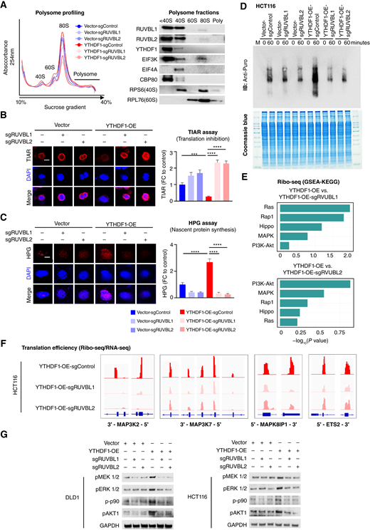 RUVBL1/2 knockout abrogated YTHDF1-induced translation initiation and oncogenic signaling. A, Left, polysome profiling of HCT116 cells with overexpression of YTHDF1 with or without knockout of RUVBL1/2. Right, Western blot of ribosomal fractions (<40S, 40S, 60S, 80S and polysomes). B, Stress granules (SG) were determined by immunofluorescence staining of TIA1-related protein (TIAR). C, HPG protein incorporation assay for the detection of nascent protein synthesis by immunofluorescence staining. D, Puromycin incorporation assay of protein synthesis. E, Ribo-seq of YTHDF1-overexpressing HCT116 cells with or without RUVBL1/2 knockout, following GSEA-KEGG pathway enrichment analysis. F, Effect of RUVBL1/2 knockout on the translation efficiency of MAP3K2, MAP3K7, MAPK8IP1, and ETS2 in HCT116 cells with YTHDF1 overexpression. G, Western blot of MAPK and PI3K-Akt signaling markers. One-way ANOVA (B and C). ***, P < 0.001; ****, P < 0.0001.