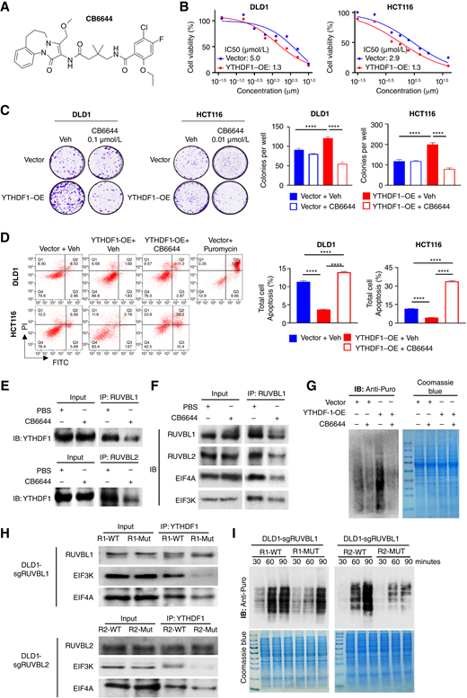 Pharmacological RUVBL1/2 inhibitor inhibits the growth of YTHDF1-overexpressing colorectal cancer cells. A, Structure of a RUVBL1/2 complex inhibitor, CB6644. B, Forty-eight hours-IC50 values indicated that CB6644 preferentially inhibited the growth of DLD1 and HCT116 cells with YTHDF1 overexpression. C, CB6644 preferentially impaired colony formation capacity in YTHDF1-overexpressing DLD1 and HCT116 cells (7–14 days). D, CB6644 (0.5 µmol/L for DLD1; 0.1 µmol/L for HCT116, 24 hours) abrogated suppressive effect of YTDHF1 overexpression on apoptosis. Puromycin (0.5 µg/mL, 24 hours) was used as positive control. E, Treatment of DLD1 cells with CB6644 (0.5 µmol/L, 36 hours), followed by coimmunoprecipitation to analyze their interactions with YTHDF1. F, Interaction between YTHDF1 and EIF3K or EIF4A after treatment with CB6644 in DLD1 cells (0.5 µmol/L, 36 hours). G, Effect of CB6644 on protein translation in DLD1 cells, as assessed by puromycin incorporation assay (0.5 µmol/L, 6 hours). H, DLD1 cells expressing sgRUVBL1 or sgRUVBL2 were overexpressed with wildtype or ATPase-dead mutant RUVBL1 or RUVBL2, respectively. Coimmunoprecipitation was performed with anti-YTHDF1 to determine its interaction with RUVBL1/2, EIF3K, and EIF4A. I, Effect of ATPase-dead mutant RUVBL1 or RUVBL2 on protein translation in DLD1 cells compared with wildtype counterparts. One-way ANOVA (E and F). ****, P < 0.0001.