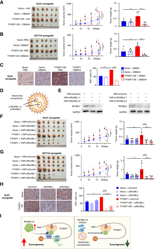 In vivo efficacy of RUVBL1/2 inhibitors or vesicle-like nanoparticle-encapsulated siRUVBL1/2. A, DLD1 vector- or YTHDF1-overexpressing xenografts were treated with CB6644 (25 mg/kg, i.t.; arrows). B, HCT116 vector- or YTHDF1-overexpressing xenografts were treated with CB6644 (25 mg/kg, i.t.; arrows). C, Ki67 staining of DLD1 xenografts treated with CB6644. D, Structure of si-RUVBL1/2 encapsulated by VNPs. E, VNP-siRUVBL1/2 knockdown efficiency was confirmed in HCT116 cells in vitro. F, Effect of VNP-siRUVBL1/2 (2 mg/kg, i.t.; arrows) on DLD1 xenografts with or without YTHDF1 overexpression. G, Effect of VNP-siRUVBL1/2 (2 mg/kg, i.t.; arrows) on HCT116 xenografts with or without YTHDF1 overexpression. H, Ki67 staining of DLD1 xenografts treated with VNP-siRUVBL1/2. I, Schematic diagram showing the mechanism of RUVBL1/2 blockade in YTHDF1-expressing cells. RUVBL1/2 forms a complex with YTHDF1 and associated translation initiation factors, which is essential for YTHDF1-induced protein translation and oncogenic signaling. RUVBL1/2 themselves are targets of YTHDF1, forming a feedforward circuitry that boosts translation in colorectal cancer. RUVBL1/2 inhibition arrested translation by YTHDF1 and abrogated YTHDF1-induced oncogenic signaling and tumorigenesis. *, P < 0.05; **, P < 0.01; ***, P < 0.001; ****, P < 0.0001. (D and I, Created with BioRender.com.)