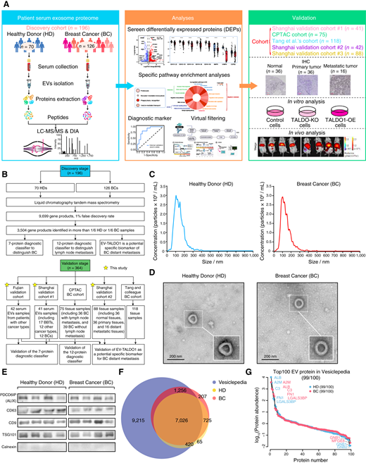 Overview of the proteomic characterization of breast cancer EVs. A, Overview of the experimental design and the number of samples for proteomics analyses. B, Outline of workflow and proteomic landscape of breast cancer. C, NanoSight profiles showing the size distribution of serum-derived EVs isolated from breast cancer (red) and HD (blue). D, Representative TEM images of EVs from HDs and breast cancers. Scale bar, 200 nm. E, Immunoblots showing the expression levels of ALIX (PDCD6IP), CD63, CD9, TSG101, and calnexin in the purified EVs. F, Venn diagram of proteins identified in the EV samples compared with proteins annotated in the Vesiclepedia database. G, Ranked MS intensities of the quantified proteins. Blue dots, top 100 EV proteins from the Vesiclepedia database in HD samples; red dots, top 100 EV proteins from the Vesiclepedia database in breast cancer samples.