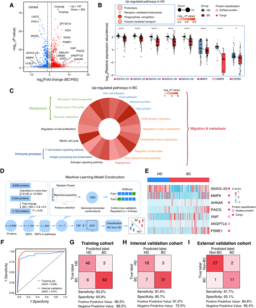 Proteomics features of breast cancer– and HD-derived EVs. A, Protein abundance differences between breast cancer– and HD-derived EVs. B, The downregulated biological pathways and the downregulated expressed proteins in breast cancer. The bubble plot indicates the downregulated biological pathways (Fisher exact test, P < 0.05; top), and the bar chart indicates the downregulated expressed proteins (Student t test, P < 0.05) in breast cancer (bottom). See Supplementary Table S2. C, Significant enrichments of breast cancer shown in scaffold network (Fisher exact test, P < 0.05). See Supplementary Table S2. D, Workflow of data processing and machine-learning model construction. E, Proteins with the highest predictive values in classifying breast cancer and HD samples by XGBoost. See Supplementary Table S2. F, The dataset was split randomly into training (70%) and test sets (30%) at the patient level. A machine-learning algorithm, XGBoost, was used for model development, training, and validation. Receiver operating characteristic analysis was used to evaluate the performance of the classifier on the test dataset. G, Classification error matrix of the training set (70%) for the seven proteins using the XGBoost classifier. The number of samples identified is noted in each box. H, Classification error matrix of the test set (30%) for the seven proteins using the XGBoost classifier. The number of samples identified is noted in each box. I, Classification error matrix of the external validation cohort for the seven proteins using the XGBoost classifier. The number of samples identified is noted in each box. See Supplementary Table S2. ****, P < 0.0001.