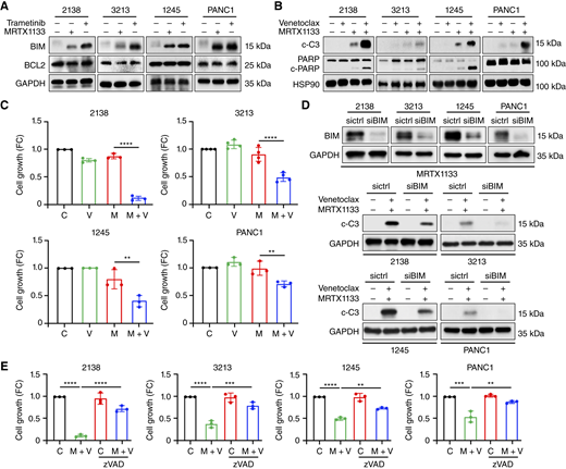 BCL2 inhibitor venetoclax enhances the efficacy of MRTX1133 in “high”-confluent collagen cultures. A, PDAC cells (2138, 3213, 1245, and PANC1) in “high”-confluent collagen cultures were treated with MRTX1133 (0.5 µmol/L) or the MEK1/2 inhibitor trametinib (0.1 µmol/L) for 8 hours. The effect on BIM and BCL2 was analyzed by Western blotting. Blots are representative of at least three biological replicates. B, PDAC cells in “high”-confluent collagen cultures were cotreated with venetoclax (2.5 µmol/L) and MRTX1133 (0.5 µmol/L) for 8 hours, and the effect on cell death (c-C3, cleaved-PARP) was analyzed. Blots are representative of at least three biological replicates. C, “High”-confluent collagen cultures of PDAC cells were cotreated with venetoclax (V; 2.5 µmol/L) and MRTX1133 (M; 0.5 µmol/L) for 48 hours, and the effect on cell growth was analyzed. Error bars, ± SD; n = 3 to 4. One-way ANOVA, followed by the Tukey multiple comparison test. D, PDAC cells were transfected with control siRNA or siRNA against BIM for 72 hours, plated in collagen, and treated with MRTX1133 (0.5 µmol/L) for 8 hours. The effect on BIM was analyzed using Western blotting. The transfected cells were also cotreated with venetoclax (2.5 µmol/L) and MRTX1133 (0.5 µmol/L) for 8 hours, and the effect on cell death (c-C3) was analyzed. Blots are representative of three biological replicates. E, “High”-confluent collagen cultures of PDAC cells were cotreated with venetoclax (2.5 µmol/L) and MRTX1133 (0.5 µmol/L) for 48 hours with or without the pan-caspase inhibitor zVAD-FMK (zVAD; 10 µmol/L), and the effect on cell growth was analyzed. Error bars, ± SD, n = 3. One-way ANOVA, followed by the Tukey multiple comparison test. **, P < 0.01; ***, P < 0.001; ****, P < 0.0001.