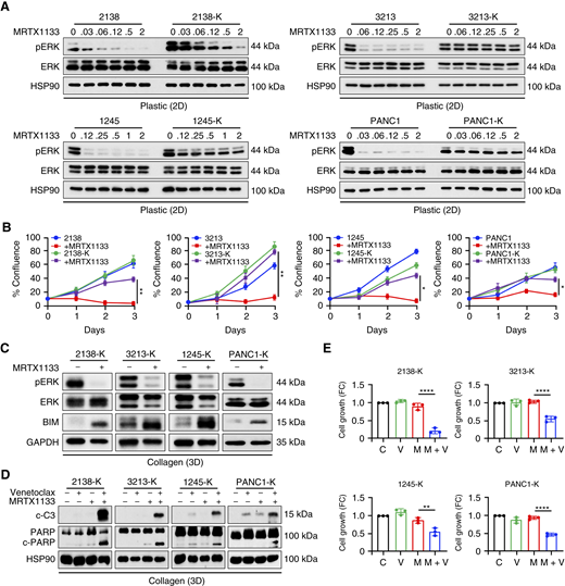MRTX1133-resistant cells respond to the combination of MRTX1133 and venetoclax in collagen cultures. PDAC (2138, 3213, 1245, and PANC1) cells were treated over 6 to 8 weeks with increasing concentrations of MRTX1133 to 2 µmol/L or greater to generate PDAC-K cells. A, PDAC and PDAC-K cells growing on tissue culture plastic were treated with increasing concentrations of MRTX1133 for 8 hours, and ERK activation was evaluated by Western blotting. Blots are representative of three biological replicates. B, PDAC and PDAC-K cells grown in “low”-confluent collagen cultures were treated with DMSO or 2 µmol/L MRTX1133 for 72 hours. The cells were imaged at baseline and after 1, 2, and 3 days of treatment, the relative growth was quantified. Error bars, ± SD, n = 3. Unpaired t test. C, PDAC-K cells growing in “high”-confluent collagen cultures were treated with MRTX1133 (2 µmol/L), and the effect on pERK and BIM protein levels was analyzed by Western blotting. Blots are representative of three biological replicates. D, PDAC-K cells in “high”-confluent collagen cultures were treated with venetoclax (2.5 µmol/L) and MRTX1133 (2.0 µmol/L) for 8 hours, and the effect on cell death (c-C3 and cleaved-PARP) was analyzed. Blots are representative of at least three biological replicates. E, PDAC-K cells growing in “high”-confluent collagen cultures were cotreated with venetoclax (V; 2.5 µmol/L) and MRTX1133 (M; 2.0 µmol/L) for 48 hours, and the effect on cell growth was analyzed. Error bars, ± SD, n = 3. One-way ANOVA, followed by the Tukey multiple comparison test. *, P < 0.05; **, P < 0.01; ****, P < 0.0001.