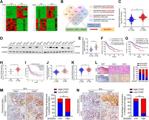 Figure 1. DHCR24 positively correlates with LN metastasis of bladder cancer. A, Heat map of protein-coding genes differentially expressed in bladder cancer tissues and NATs and in bladder cancer tissues with or without LN metastasis. B, Schematic illustration of the screening process of co-upregulated protein-coding genes in both bladder cancer tissues and LN-positive bladder cancer tissues and the TCGA database. C, qRT‒PCR analysis of DHCR24 expression in bladder cancer tissues and NATs (n = 296). D, Representative Western blot images of DHCR24 expression in bladder cancer tissues and NATs (n = 40). E, Quantification of DHCR24 expression by Western blot analysis in 40 paired bladder cancer and NATs. F and G, Kaplan‒Meier survival analysis of the DFS (F) and OS (G) of patients with bladder cancer with low versus high DHCR24 expression. The cutoff value is the median. H, Analysis of DHCR24 expression in bladder cancer tissues and NATs from the TCGA database. I, Kaplan‒Meier survival analysis of the OS of patients with bladder cancer with low versus high DHCR24 expression from the TCGA database. The cutoff value is the median. J, qRT‒PCR analysis of DHCR24 expression in bladder cancer tissues with or without LN metastasis (n = 296). K, Analysis of DHCR24 expression in bladder cancer tissues with or without LN metastasis from the TCGA database. L, Representative IHC images and quantification of DHCR24 expression in NATs and LN-negative and LN-positive bladder cancer tissues. Scale bars, 50 μm. H&E, hematoxylin and eosin. M and N, Representative IHC images and quantification of DHCR24 expression and LYVE1–indicated lymphatic vessels in peritumoral (M) and intratumoral (N) regions of bladder cancer tissues. Scale bars, 50 μm. Significant differences were assessed through the nonparametric Mann–Whitney U test in C, E, H, J, and K and the χ2 test in L and N. *, P < 0.05; **, P < 0.01. BCa, bladder cancer.