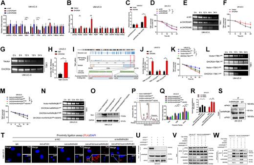 Figure 4. DHCR24 promotes TBK1 mRNA stability and translation initiation by forming a SUMO2/hnRNPA2B1/EIF4G1 feed forward loop. A and B, qRT‒PCR analysis of the expression of the indicated genes enriched in the PI3K/Akt signaling pathway in DHCR24-knockdown or DHCR24-overexpressing UM-UC-3 cells. C, Luciferase assays showed the effect of DHCR24 overexpression on the 3′-UTR of TBK1 mRNA. D–G, Quantification and representative agarose electrophoresis images of actinomycin D assays for TBK1 mRNA in DHCR24 knockdown or DHCR24-overexpressing UM-UC-3 cells. H, RIP assay to investigate the interaction between DHCR24 and the 3′-UTR of TBK1 mRNA in UM-UC-3 cells. I, Schematic illustration of the predicted binding region for DHCR24 on the 3’-UTR of TBK1 mRNA from catRAPID analysis. J, RIP assays to investigate the interaction between DHCR24 and the 3′-UTR of TBK1 mRNA after S1 and S2 mutations in the TBK1 3′-UTR. K and L, Quantification and representative agarose electrophoresis images of actinomycin D assays for TBK1 mRNA in DHCR24-overexpressing UM-UC-3 cells with the S1 mutation in the TBK1 3′-UTR. M and N, Quantification and representative agarose electrophoresis images of actinomycin D assays for TBK1 mRNA in DHCR24-overexpressing UM-UC-3 cells with hnRNPA2B1K108R mutation or SENP3 treatment. O, Western blot analysis to investigate TBK1 expression after hnRNPA2B1K108R mutation or SENP3 treatment in DHCR24-overexpressing UM-UC-3 cells. P, Polysome profiles in DHCR24-overexpressing UM-UC-3 cells after hnRNPA2B1K108R mutation or SENP3 treatment. Q, Relative distribution of TBK1 mRNA across the polysome fractions in DHCR24-overexpressing UM-UC-3 cells after hnRNPA2B1K108R mutation or SENP3 treatment. R, Dual-luciferase reporter assays for overexpression of MS2 and MS2–hnRNPA2B1 fusion proteins in UM-UC-3 cells with or without downregulation of DHCR24 in regulating TBK1 mRNA translation. S, Western blot analysis after co-IP assays with anti-hnRNPA2B1 or IgG in UM-UC-3 cells. T, PLA showing the interaction between hnRNPA2B1 and eIF4G1. Scale bars, 5 μm. U, Western blot analysis to investigate the interaction between hnRNPA2B1 and eIF4G1 after hnRNPA2B1 or eIF4G1 sequence mutation in bladder cancer cells. V and W, m7G cap pulldown in hnRNPA2B1WT or hnRNPA2B1KO UM-UC-3 cells confirming DHCR24-mediated hnRNPA2B1 SUMOylation to enhance TBK1 mRNA circularization and eIF4F complex assembly. Significant differences were assessed through one-way ANOVA, followed by the Dunnett test in A, D, K, M, Q, and R; and two-tailed Student t test in B, C, F, H, and J. Error bars, SD. *, P < 0.05; **, P < 0.01.