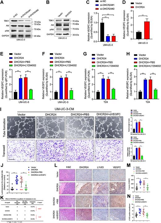 Figure 5. DHCR24 activates the TBK1/PI3K/Akt signaling pathway to promote VEGFC secretion by bladder cancer. A and B, Western blot analysis was performed to evaluate the expression of associated genes in the PI3K/Akt signaling pathway in DHCR24 knockdown or DHCR24-overexpressing UM-UC-3 cells. C and D. ELISA of VEGFC secretion in DHCR24 knockdown or DHCR24-overexpressing UM-UC-3 cells. E–H, qRT‒PCR analysis of VEGFC expression and ELISA analysis of VEGFC secretion in DHCR24-overexpressing UM-UC-3 or T24 cells with or without treatment with LY294002. I, Representative images and quantification of tube formation and migration of HLECs treated with CM from DHCR24-overexpressing UM-UC-3 cells with or without αVEGFC treatment. Scale bars, 100 μm. J, Quantification of bioluminescence of the popliteal metastatic LNs (n = 12) in mice of the indicated groups. K, The table shows the popliteal LN-metastatic rate in different groups (n = 12). L–N, Representative IHC images and quantification of DHCR24 and VEGFC expression and LYVE1-indicated lymphatic vessel density in footpad tumor tissues from the indicated mice. Scale bar, 50 μm. Significant differences were assessed through one-way ANOVA, followed by the Dunnett test in C, E–J, M, and N; two-tailed Student t test in D; and the χ2 test in K. Error bars , SD. *, P < 0.05; **, P < 0.01.
