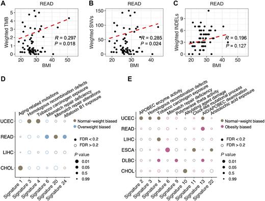 Figure 2. Association of somatic mutation burden and mutational signatures with BMI in different cancers. A–C, Significant association between BMI and somatic mutation burden in patients with READ. Scatter plots were fitted with weighted regression of BMI and overall somatic mutation burden (TMB; A), SNVs (B), indels (C), respectively. The R value and P value were calculated using the weighted linear regression model. D and E, Biased somatic mutational signatures between normal weight and overweight (D)/obese patients (E). The sizes of circles indicate different P values, with filled-in and open circles indicating statistically significant [weighted linear regression test, FDR (controlled using the Benjamini–Hochberg procedure) <0.2] and no significant differences, respectively. The proposed signature aetiologies are indicated. The P values were calculated by the weighted linear regression model and adjusted by Benjamini and Hochberg correction.