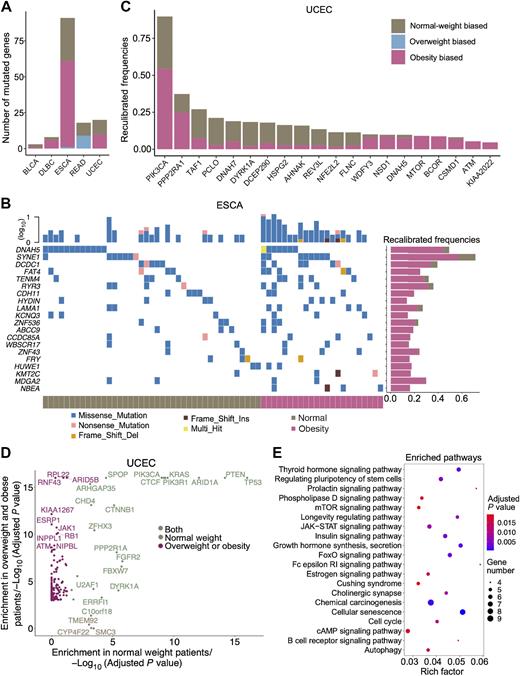 Figure 3. Identification of BMI-biased mutated genes. A, Distribution of normal weight-, overweight-, and obesity-biased mutated genes across five cancer types. These genes had significantly higher mutation frequencies in normal weight, overweight, or obese patients [weighted linear regression, P value <0.05 and FDR (controlled using the Benjamini–Hochberg procedure) <0.2]. B, Top 20 obesity-biased mutated genes in ESCA (weighted linear regression, P value <0.05 and FDR (controlled using the Benjamini–Hochberg procedure) <0.2). The colors in the oncoplot represent different types of mutations annotated at the bottom. The top bar plot shows the mutation frequency in individual patients. The right bar plot shows the recalibrated mutation frequencies after PSW. C, Recalibrated mutation frequencies of normal weight-, overweight- (none), and obesity-biased mutated genes in UCEC [weighted linear regression, P value <0.05 and FDR (controlled using the Benjamini–Hochberg procedure) <0.1]. D, SMGs detected by MutSig2CV in UCEC. Purple font genes are enriched in overweight or obese patients. Wheat font genes are enriched in normal weight patients. Light-green font genes are enriched in both normal weight and overweight/obese groups. P value <0.001 after correction for multiple hypothesis testing. E, Enriched pathways in UCEC for the SMGs enriched in overweight or obese groups. Fisher exact test, P value <0.05.