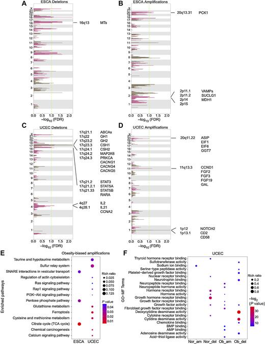 Figure 4. Characterization of overweight/obesity-biased somatic CNVs. A–D, Focal CNVs biased in obesity across multiple chromosomes in ESCA and UCEC. The focal deletions (A) and amplifications (B) in ESCA, and the focal deletions (C) and amplifications (D) in UCEC are shown. The hotpink peaks represent obesity-biased focal somatic CNVs, and wheat peaks indicate the normal weight–biased somatic CNVs. FDR = 0.1 is indicated by the vertical green dash lines. The significant somatic CNVs that harbor important genes are annotated. E, Enriched KEGG pathways for obesity-biased amplified genes in ESCA and UCEC. The rich ratios represent the fraction of obesity-biased amplified genes participating in that particular KEGG pathway. Fisher exact test, P value <0.05. F, GO molecular function analysis of obesity-biased and normal weight–biased amplified and deleted genes in UCEC. Nor_am, normal weight–biased amplifications; Nor_del, normal weight–biased deletions; Ob_am, obesity-biased amplifications; Ob_del, obesity-biased deletions.
