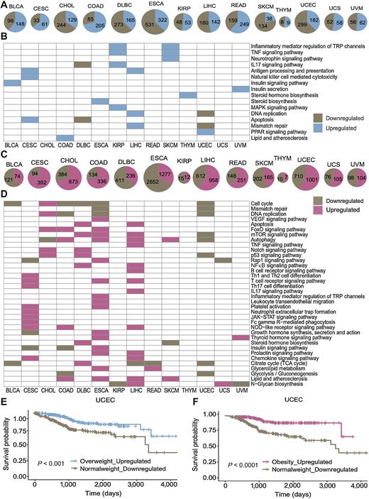 Figure 5. Overweight/obesity-biased gene expression profiles. A and C, Number of DEGs in overweight and obese versus normal weight tumors across 14 cancer types. B and D, Enriched KEGG pathways of upregulated DEGs in overweight (B) and obese (D) tumors. Wheat color indicates downregulated genes, while skyblue and hotpink colors represent upregulated genes in overweight and obese tumors, respectively. E and F, Survival analysis of patients with upregulated DEGs in overweight (E) and obese (F) UCEC tumors. Patients with upregulated genes exhibited better survival in UCEC (log-rank test, P value <0.05).