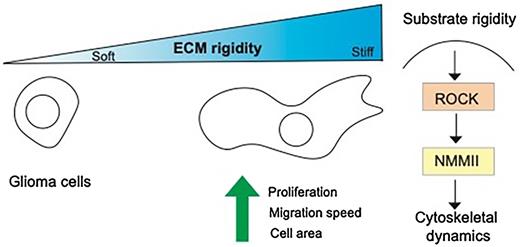 Figure 1. The study from Ulrich and colleagues utilized engineered ECM substrates of differing stiffness to describe the impact of ECM rigidity on multiple aspects of tumor cell behavior. This study also highlighted the potential of targeting mechanosensitive pathways in tumor cells to decrease their invasive capacity.