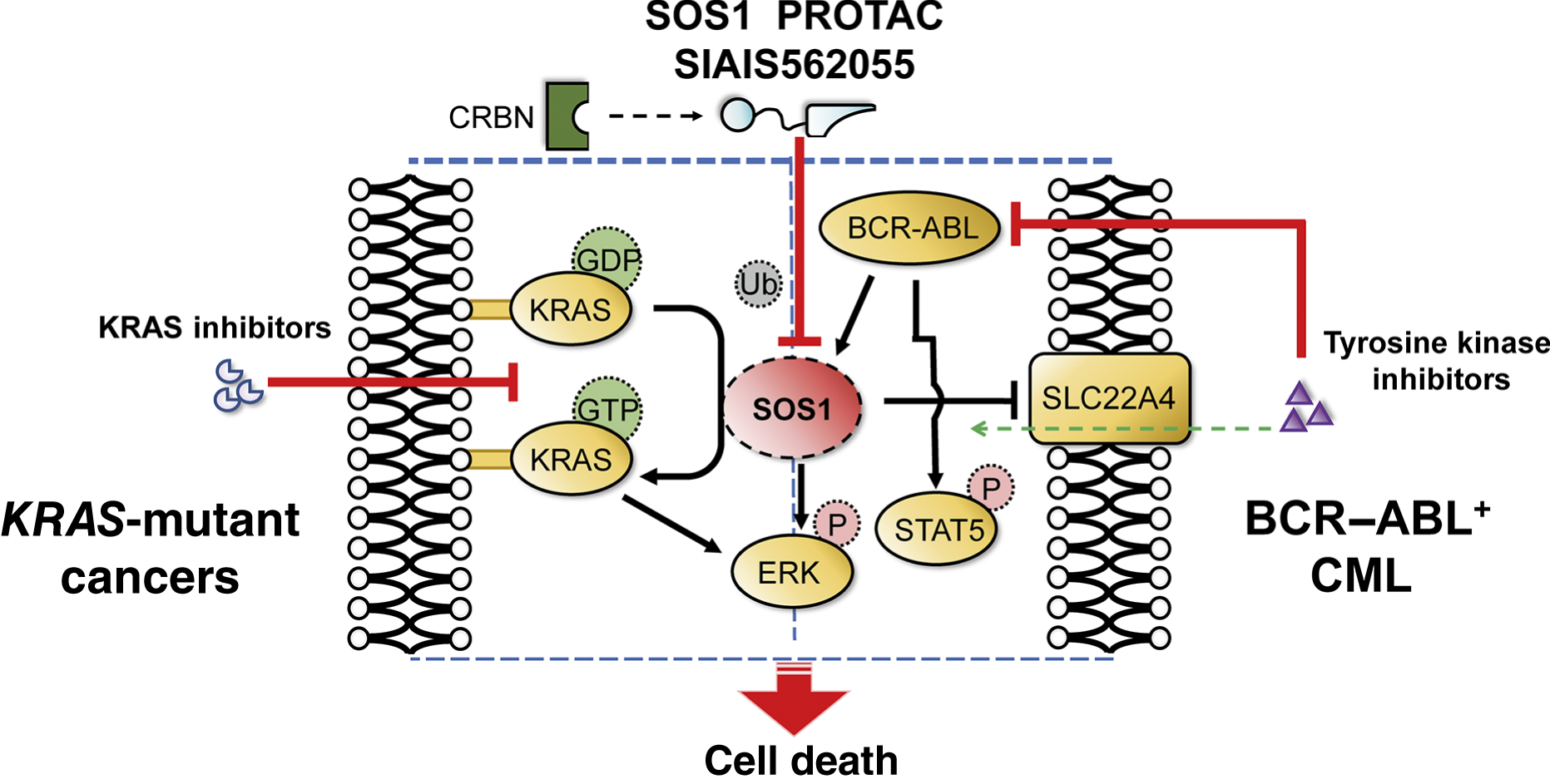 Targeted Degradation of SOS1 Exhibits Potent Anticancer Activity and ...