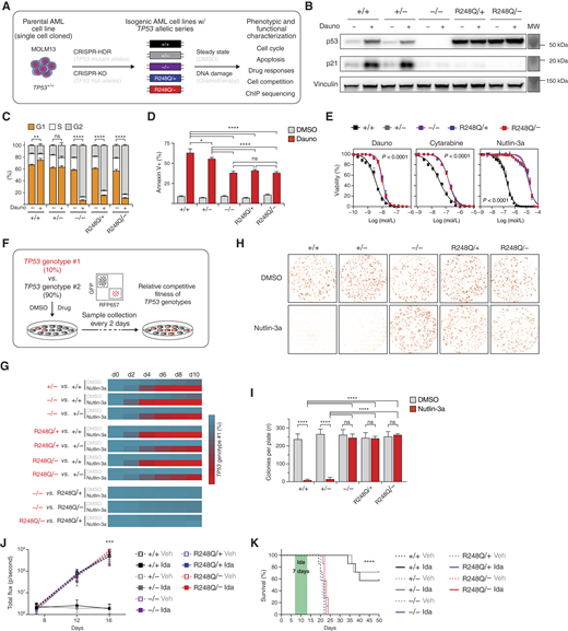 Characterization of the DNE exerted on WT p53 by the R248Q variant. A, Experimental schematic for the CRISPR/Ca9-mediated generation of human isogenic MOLM13-TP53 AML cell lines and their subsequent phenotypic and functional characterization. CRISPR-HDR, CRISPR-Cas9–mediated homology-directed repair; CRISPR-KO, CRISPR-Cas9–mediated gene knockout. B, Whole-cell lysates of isogenic MOLM13-TP53 AML cell lines of the indicated genotypes treated for 3 hours with either DMSO or 100 nmol/L Dauno were separated on a polyacrylamide gel and immunoblotted for p53, p21, and vinculin (representative blot of n = 3 independent experiments). C, Cell-cycle distribution of isogenic MOLM13-TP53 isogenic AML cell lines of the indicated genotypes treated for 6 hours with either DMSO or 100 nmol/L Dauno as determined by CytoPhase Violet staining (n = 3 independent experiments). Bar graphs represent averages. Error bars, SEM. **, P ≤ 0.01; ****, P ≤ 0.0001, one-way ANOVA, Tukey multiple comparison. D, Fraction of apoptotic MOLM13-TP53 isogenic AML cell lines as determined by Annexin V staining after treatment with either DMSO or 100 nmol/L Dauno for 72 hours (n = 3 independent experiments). Bar graphs represent averages. Error bars, SEM. *, P ≤ 0.05; ****, P ≤ 0.0001, two-way ANOVA, Tukey multiple comparison. E, Cell viability of MOLM13-TP53 isogenic AML cell lines was determined using the CellTiter-Glo reagent after being exposed to increasing concentrations of the indicated drugs for 72 hours (n = 3 independent experiments). Symbols represent averages. Error bars, SD, Friedman test. F, Schematic depicting the experiment principle of the in vitro competition assay. Fluorescently labeled MOLM13-TP53 isogenic AML cell lines of various TP53 genotypes were cocultured at a 1:9 ratio in the presence of DMSO or 1 μmol/L nutlin-3a, and the relative fractions of each genotype were determined by flow cytometry every other day for 10 days. G, Heatmaps depict the results of the in vitro competition assays described in F. n = 3 independent experiments; color-coded averages are shown. d, day. H, Representative images of a colony-forming unit assay. MOLM13-TP53 isogenic AML cell lines of the indicated genotypes were cultured for 7 days in methylcellulose-based medium with DMSO or 2.5 μmol/L nutlin-3a. Images were taken using a Leica DMI6000B inverted microscope, and analysis was performed using the Colony Area ImageJ plugin, followed by manual counting of the colonies (representative images of n = 3 independent experiments). I, Counted colonies from colony-forming unit  assay as described in H. n = 3 independent experiments. Bar graphs represent averages. Error bars, SEM. ****, P ≤ 0.0001, one-way ANOVA, Tukey multiple comparison. J, Quantification of the bioluminescent signal (i.e., total flux per second) for each group of mice 12 and 16 days after sublethal irradiation and subsequent injection with MOLM13-TP53-GFP-luciferase isogenic AML cell lines (of the indicated genotypes). One week after injection, mice were treated with idasanutlin (Ida, 25 mg/kg of BW per day) or vehicle (Veh) for seven consecutive days. n = 7 animals per group. Symbols represent averages. Error bars, SD; ***, P ≤ 0.001, Mann–Whitney test. K, Survival analysis of NSG mice engrafted with MOLM13-TP53-GFP-luciferase isogenic AML cell lines of the indicated genotypes and treated with idasanutlin (25 mg/kg of BW per day) or vehicle for seven consecutive days. n = 7 animals per group. ****, P ≤ 0.0001, Kaplan–Meier simple survival analysis. ns, nonsignificant.