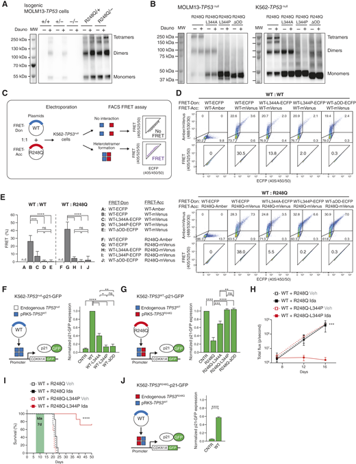 Heterotetramers consisting of R248Q and WT p53 are transcriptionally inactive, but overexpression of WT p53 can overcome the DNE of R248Q. A, MOLM13-TP53 isogenic cell lines were treated with DMSO or 100 nmol/L Dauno for 3 hours, followed by collection of whole-cell protein lysates by using IGEPAL lysis buffer. Lysates were fixed with 0.03% glutaraldehyde and subsequently separated on a polyacrylamide gel under nonreducing conditions. The PVDF membrane was immunoblotted for p53 (n = 3 independent experiments; one representative blot is shown). B, MOLM13-TP53null or K562-TP53null AML cell lines lentivirally transduced to stably express full-length R248Q, tetramerization-deficient R248Q (R248Q-L344A), or dimerization-deficient R248Q (R248Q-L344P or R248Q-OD lacking the OD of p53) were treated for 3 hours with either DMSO or 100 nmol/L Dauno. Glutaraldehyde-fixed whole-cell protein lysates were separated on a polyacrylamide gel and immunoblotted for p53 (n = 3 independent experiments; representative blots are shown). C, Experimental schematic depicting the general principle of the flow cytometry–based FRET assay in K562-TP53null AML cells. For experimental details, please refer to the Materials and Methods. D, Representative FACS plots showing results of the FRET assay in K562-TP53null AML cells for the interaction between WT monomers (top), or WT and R248Q monomers (bottom). FRET donor and acceptor plasmids encoding p53 WT or R248Q variants either oligomerization-proficient (WT) or -deficient (WT-L344A, WT-L344P, or WT-OD) were co-electroporated into K562-TP53null AML cells, followed by FRET measurement (FRET fluorescence measured using the 525/50-nm detector). E, Pooled results of the FRET assays in K562-TP53null AML cells (n = 3 independent experiments). Bar graphs represent averages. Error bars, SD. ***, P ≤ 0.001; ****, P ≤ 0.0001, one-way ANOVA, Tukey multiple comparison. F, Experimental schematic and pooled results of the transcriptional reporter assay in K562-TP53null-p21-GFP cells electroporated with plasmids encoding oligomerization-proficient or -deficient WT p53 variants (n = 3 independent experiments). Bar graphs represent averages. Error bars, SEM. *, P ≤ 0.05; **, P ≤ 0.01; ****, P ≤ 0.0001, one-way ANOVA, Tukey multiple comparison. G, Experimental schematic and pooled results of the transcriptional reporter assay in K562-TP53WT-p21-GFP cells electroporated with pRK5 plasmids encoding oligomerization-proficient or -deficient R248Q p53 variants (n = 3 independent experiments). Bar graphs represent averages. Error bars, SEM. **, P ≤ 0.01; ****, P ≤ 0.0001, one-way ANOVA, Tukey multiple comparison. H, Quantification of the bioluminescent signal (i.e., total flux per second) for each group of mice 12 and 16 days after sublethal irradiation and subsequent injection with MOLM13-TP53+/−-GFP-luciferase AML cell lines overexpressing either R248Q (WT + R248Q) or oligomerization-deficient R248Q-L344P (WT + R248Q-L344P). Following, mice were treated with idasanutlin (Ida, 25 mg/kg of BW per day) or vehicle (Veh) for seven consecutive days (n = 7 animals per group). Symbols represent averages. Error bars, SD. ***, P ≤ 0.001, Mann–Whitney test. I, Survival analysis of NSG mice engrafted with MOLM13-TP53+/−-GFP-luciferase AML cell lines overexpressing either R248Q (WT + R248Q) or R248Q-L344P (WT + R248Q-L344P) and treated with idasanutlin (25 mg/kg of BW per day) or vehicle for seven consecutive days (n = 7 animals per group). ****, P ≤ 0.0001, Kaplan–Meier simple survival analysis. J, Experimental schematic and pooled results of the transcriptional reporter assay in K562-TP53R248Q-p21-GFP cells electroporated with the pRK5 plasmid encoding oligomerization-proficient WT p53 variant (n = 3 independent experiments). Bar graphs represent averages. Error bars, SEM. ****, P ≤ 0.0001, Welch t test. CNTR, control; FRET-Acc, FRET acceptor; FRET-Don, FRET donor. ns, nonsignificant.
