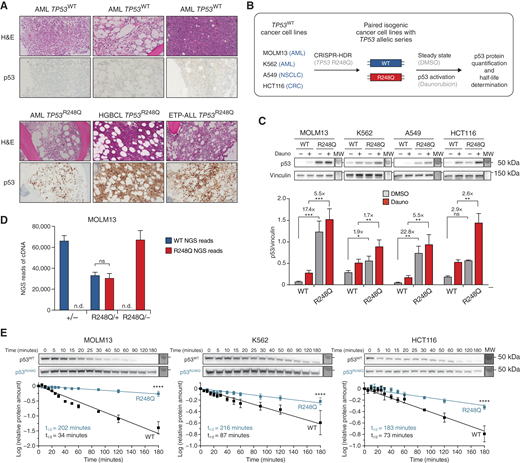 The longer protein half-life of R248Q leads to an increase of the R248Q:WT ratio. A, Bone marrow biopsies of patients with TP53WT or TP53R248Q-mutant AML, high-grade B-cell lymphoma (HGBCL), or early T precursor lymphoblastic leukemia (ETP-ALL) stained with hematoxylin and eosin (H&E) and p53 IHC (n = 6 representative images; ×100 magnification) show strong nuclear p53 staining in neoplastic cells of TP53R248Q mutated cases. B, Experimental schematic for the CRISPR/Ca9-mediated generation of human isogenic cancer cell lines with TP53 WT or R248Q alleles and their subsequent use for p53 quantification and half-life determination as shown in C and E. CRC, colorectal cancer; CRISPR-HDR, CRISPR-Cas9–mediated homology-directed repair; NSCLC, non–small cell lung cancer. C, Whole-cell lysates of isogenic MOLM13-TP53, K562-TP53, A549-TP53, and HCT116-TP53 isogenic cell lines with WT and R248Q alleles treated for 6 hours with either DMSO or 100 nM Dauno were separated on a polyacrylamide gel and immunoblotted for p53 and vinculin. P53 was quantified via ImageJ software using vinculin to normalize p53 levels (n = 3–4 independent experiments; representative blots are shown). Bar graphs represent averages. Error bars, SEM. *, P ≤ 0.05; **, P ≤ 0.01; ***, P ≤ 0.001, two-way ANOVA, Tukey multiple comparison. D, NGS of cDNA from isogenic MOLM13-TP53 AML cell lines of the indicated genotypes. Number of NGS reads supporting the WT (gray) or R248Q (blue) allele are shown (n = 3 independent experiments). Bar graphs represent averages. Error bars, SD. Two-way ANOVA, Tukey multiple comparison. ns, nonsignificant; n.d., not detectable. E, Half-life determination of p53 WT and R248Q in untreated isogenic MOLM13-TP53, K562-TP53, A549-TP53, and HCT116-TP53 isogenic cell lines. Whole-cell lysates of cycloheximide-treated cells were collected at the indicated time points and separated on a polyacrylamide gel and immunoblotted for p53 and vinculin. p53 was quantified using ImageJ software (n = 3–4 independent experiments; representative blots are shown). Error bars, SEM. ****, P ≤ 0.0001, Mann–Whitney test.