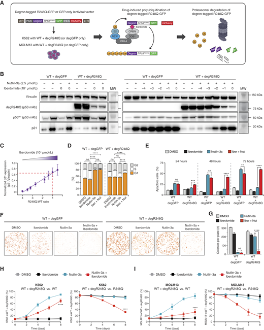 A supraphysiologic protein abundance of R248Q is required for the DNE. A, Experimental schematic showing the principle of the p53 target degradation assay. B, Whole-cell lysates of iberdomide- and/or nutlin-3a–treated K562 cells with TP53WT and degR248Q or K562 cells with TP53WT and degGFP were separated on a polyacrylamide gel and immunoblotted for p53, p21, and vinculin (n = 3 independent experiments; one representative blot is shown). C, Correlation between the WT p53 transcriptional activity as determined by the normalized p21/vinculin and the R248Q/WT ratio in K562 cells with TP53WT and degR248Q. Cells were treated with 2.5 μmol/L nutlin-3a and increasing concentrations of iberdomide, whole-cell lysates were prepared, run on a polyacrylamide gel, immunoblotted for p53, p21, and vinculin, and bands were quantified using ImageJ software (n = 3 independent experiments, pooled data, including averages and SEM are shown). D, Cell-cycle distribution of MOLM13 cells with WT TP53 and degR248Q or MOLM13 cells with WT TP53 and degGFP cells in the absence or presence of 1 μmol/L iberdomide and/or 2.5 μmol/L nutlin-3a for 24 hours as determined by CytoPhase Violet staining (n = 3 independent experiments). Bar graphs represent averages. Error bars, SEM. ****, P ≤ 0.0001, one-way ANOVA, Tukey multiple comparison. E, Fraction of apoptotic MOLM13 cells with WT TP53 and degR248Q or degGFP as determined by Annexin V staining in the absence or presence of 1 μmol/L iberdomide and/or 2.5 μmol/L nutlin-3a for 24 to 72 hours (n = 3 independent experiments). Bar graphs represent averages. Error bars, SEM. **, P ≤ 0.01; ***, P ≤ 0.001; ****, P ≤ 0.0001, two-way ANOVA, Tukey multiple comparison. F, Representative images of a colony-forming unit assay was performed in MOLM13 cells with WT TP53 and degR248Q or degGFP in methylcellulose-based medium containing DMSO, 5 μmol/L iberdomide, and/or 2.5 μmol/L nutlin-3a. After 7 days, images were taken using a Leica DMI6000 B inverted microscope, and analysis was performed using the Colony Area ImageJ plugin, followed by manual counting of the colonies (representative images of n = 3 independent experiments). G, Summary of counted colonies from the colony-forming unit assay as described in F (n = 3 independent experiments). Bar graphs represent averages. Error bars, SEM. ****, P ≤ 0.0001, one-way ANOVA, Tukey multiple comparison. H, Results of in vitro competition assays of K562 cells with WT TP53 and degR248Q cocultured together with isogenic K562-TP53WT cells (left) or K562-TP53R248Q cells (right) in the absence or presence of 2.5 μmol/L nutlin-3a and/or 1 μmol/L iberdomide. The relative fractions of each genotype were determined by flow cytometry every other day for 8 days (n = 3 independent experiments). Averages are shown. Error bars, SD. ****, P ≤ 0.0001, unpaired t test. I, The results of in vitro competition assays of MOLM13 cells with WT TP53 and degR248Q cocultured together with isogenic MOLM13 cells with WT TP53 (left) or MOLM13 cells with R248Q (right) in the absence or presence of 2.5 μmol/L nutlin-3a and/or 1 μmol/L iberdomide. The relative fractions of each genotype were determined by flow cytometry every other day for 8 days (n = 3 independent experiments). Symbols indicate averages. Error bars, SD. ****, P ≤ 0.0001, unpaired t test; ns, nonsignificant.